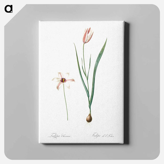 アートパネル-Lady tulip illustration - ピエール ジョゼフ ルドゥーテ Canvas.