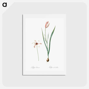 アートポストカード-Lady tulip illustration - ピエール ジョゼフ ルドゥーテ Postcard.