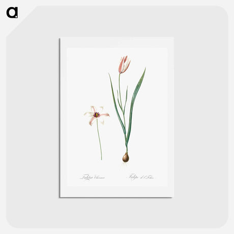 アートポストカード-Lady tulip illustration - ピエール ジョゼフ ルドゥーテ Postcard.