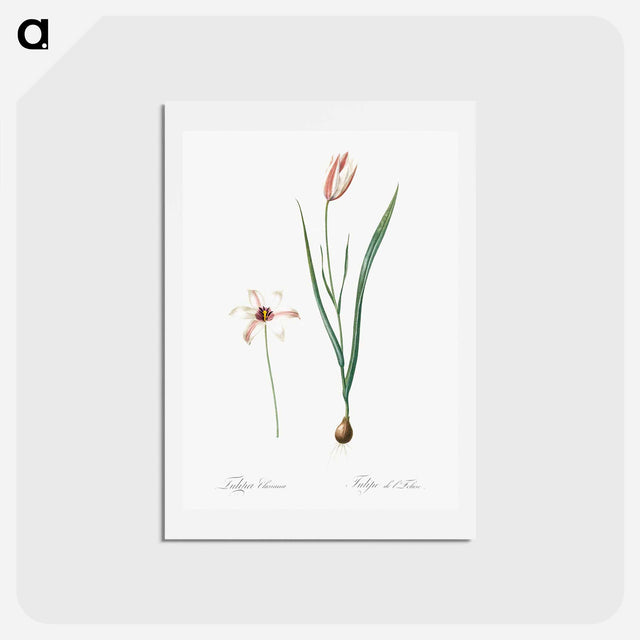 アートポストカード-Lady tulip illustration - ピエール ジョゼフ ルドゥーテ Postcard.