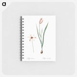 Lady tulip illustration - ピエール ジョゼフ ルドゥーテ Memo.