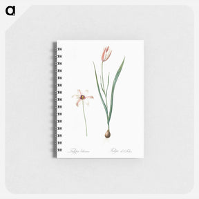 アートメモ帳-Lady tulip illustration - ピエール ジョゼフ ルドゥーテ Memo.