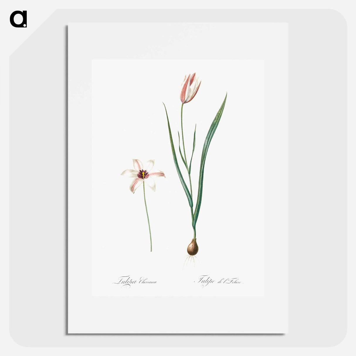 Lady tulip illustration - Pierre Joseph Redouté Poster.