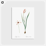 アートポストカード-Lady tulip illustration - ピエール ジョゼフ ルドゥーテ Postcard.