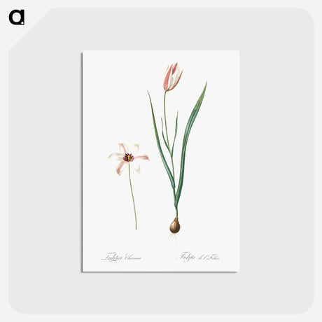 アートポストカード-Lady tulip illustration - ピエール ジョゼフ ルドゥーテ Postcard.