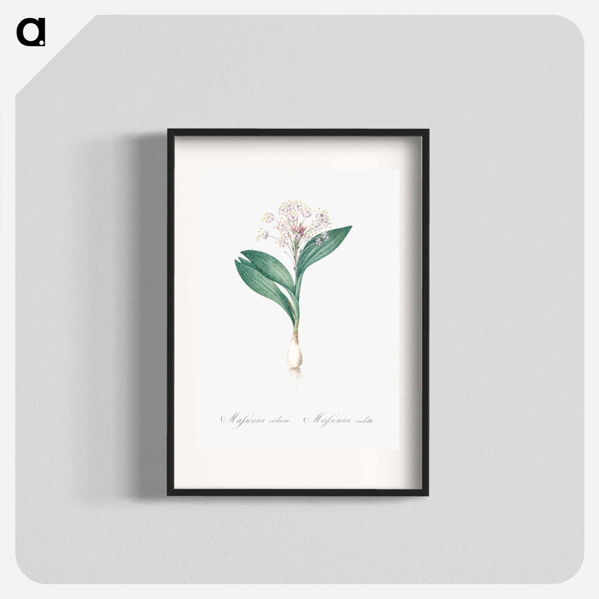 Pygmy hyacinth illustration - Pierre Joseph Redouté Poster.