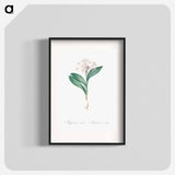 Pygmy hyacinth illustration - Pierre Joseph Redouté Poster.
