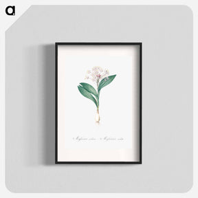 アートポスター-Pygmy hyacinth illustration - ピエール ジョゼフ ルドゥーテ Poster.