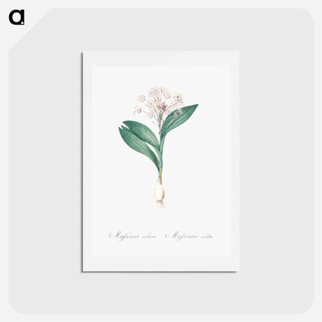 アートポストカード-Pygmy hyacinth illustration - ピエール ジョゼフ ルドゥーテ Postcard.