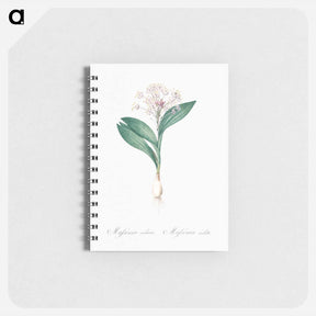 アートメモ帳-Pygmy hyacinth illustration - ピエール ジョゼフ ルドゥーテ Memo.