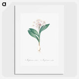 Pygmy hyacinth illustration - Pierre Joseph Redouté Poster.