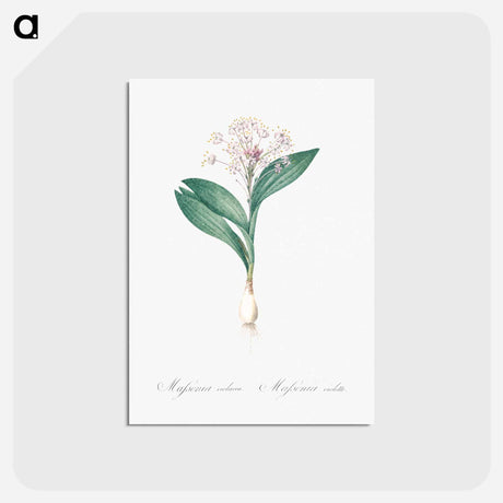 アートポストカード-Pygmy hyacinth illustration - ピエール ジョゼフ ルドゥーテ Postcard.