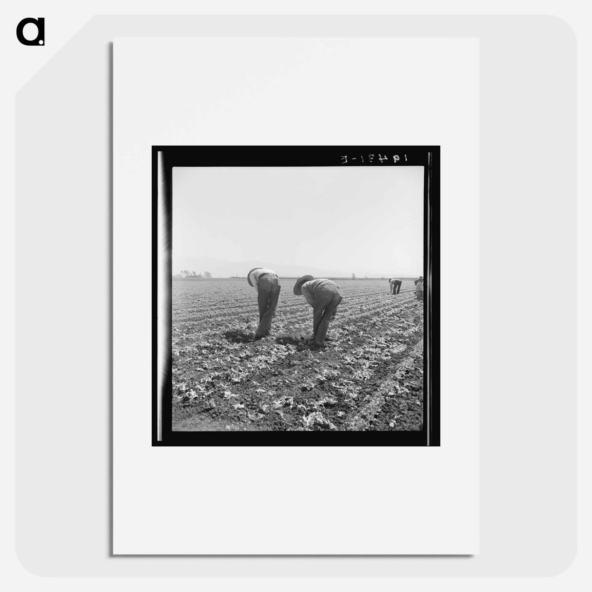 Filipino boys thinning lettuce - Dorothea Lange Poster.