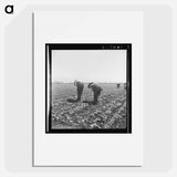 Filipino boys thinning lettuce - Dorothea Lange Poster.