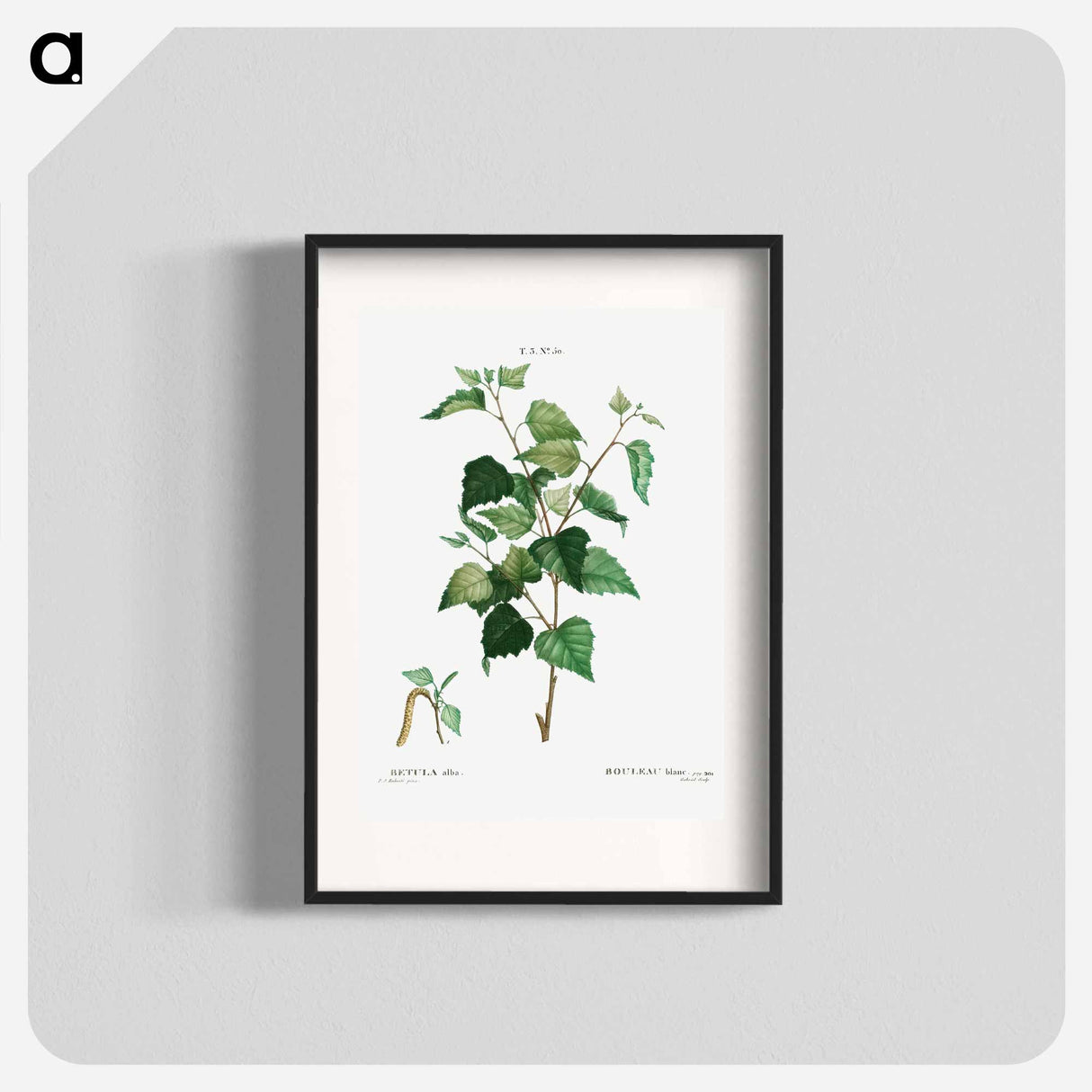 Silver birch - Pierre Joseph Redouté Poster.