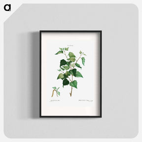 アートポスター-Silver birch - ピエール ジョゼフ ルドゥーテ Poster.