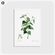 アートポストカード-Silver birch - ピエール ジョゼフ ルドゥーテ Postcard.