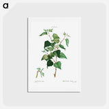 アートポストカード-Silver birch - ピエール ジョゼフ ルドゥーテ Postcard.