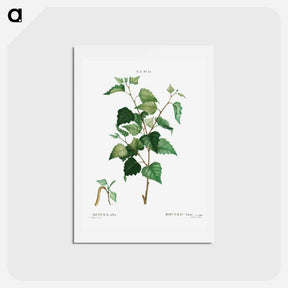 アートポストカード-Silver birch - ピエール ジョゼフ ルドゥーテ Postcard.