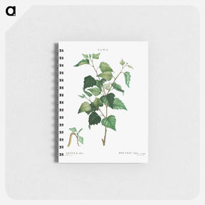 アートメモ帳-Silver birch - ピエール ジョゼフ ルドゥーテ Memo.