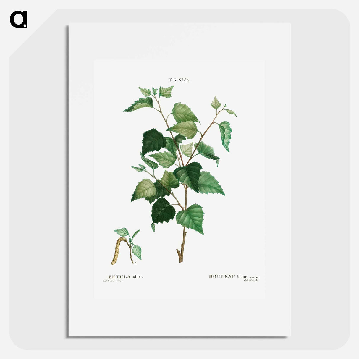Silver birch - Pierre Joseph Redouté Poster.