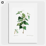Silver birch - Pierre Joseph Redouté Poster.