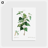 アートポストカード-Silver birch - ピエール ジョゼフ ルドゥーテ Postcard.