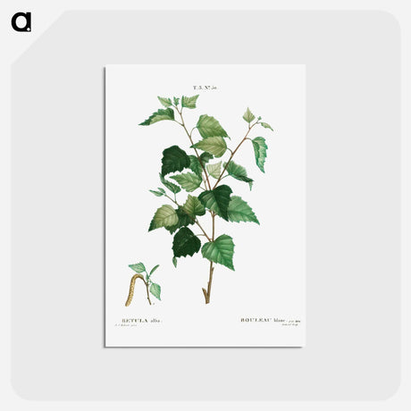 アートポストカード-Silver birch - ピエール ジョゼフ ルドゥーテ Postcard.
