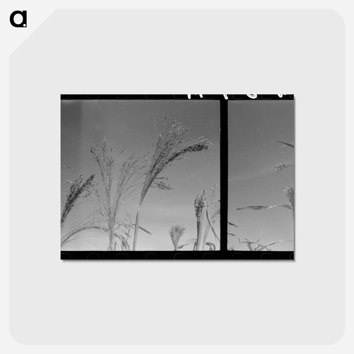 アートポストカード-Broom Corn, Baca County
 - ラッセル リー Postcard.