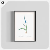 Ixia plantaginea illustration - Pierre Joseph Redouté Poster.