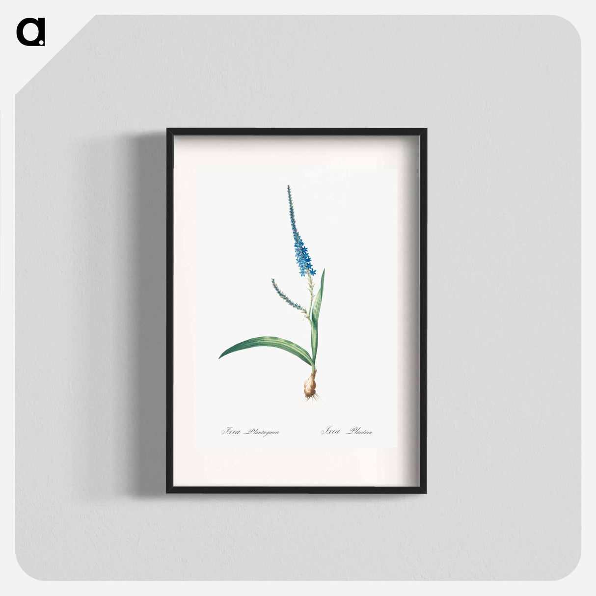 Ixia plantaginea illustration - ピエール ジョゼフ ルドゥーテ Poster.