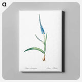 アートパネル-Ixia plantaginea illustration - ピエール ジョゼフ ルドゥーテ Canvas.