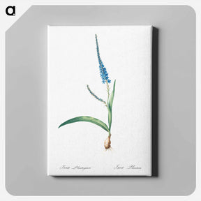 アートパネル-Ixia plantaginea illustration - ピエール ジョゼフ ルドゥーテ Canvas.