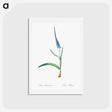 アートポストカード-Ixia plantaginea illustration - ピエール ジョゼフ ルドゥーテ Postcard.