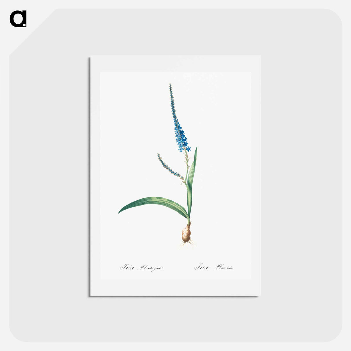 アートポストカード-Ixia plantaginea illustration - ピエール ジョゼフ ルドゥーテ Postcard.