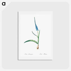 アートポストカード-Ixia plantaginea illustration - ピエール ジョゼフ ルドゥーテ Postcard.