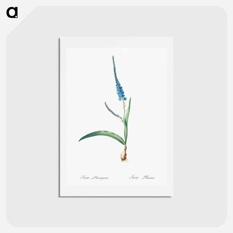アートポストカード-Ixia plantaginea illustration - ピエール ジョゼフ ルドゥーテ Postcard.