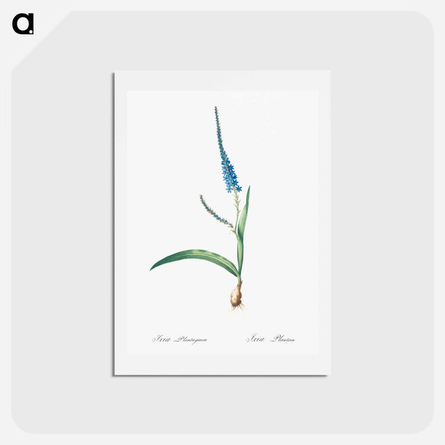 アートポストカード-Ixia plantaginea illustration - ピエール ジョゼフ ルドゥーテ Postcard.