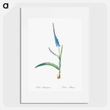 Ixia plantaginea illustration - ピエール ジョゼフ ルドゥーテ Poster.