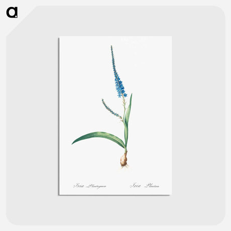アートポストカード-Ixia plantaginea illustration - ピエール ジョゼフ ルドゥーテ Postcard.