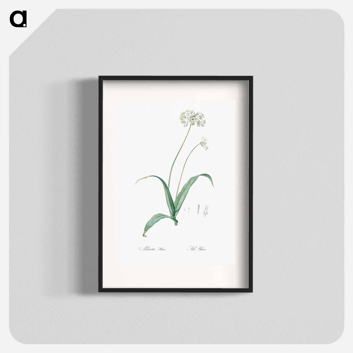 Spring garlic illustration - Pierre Joseph Redouté Poster.