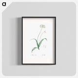 Spring garlic illustration - Pierre Joseph Redouté Poster.