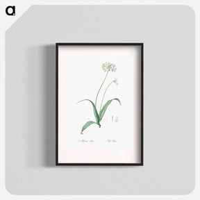 アートポスター-Spring garlic illustration - ピエール ジョゼフ ルドゥーテ Poster.
