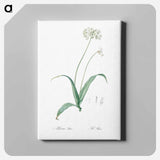 アートパネル-Spring garlic illustration - ピエール ジョゼフ ルドゥーテ Canvas.