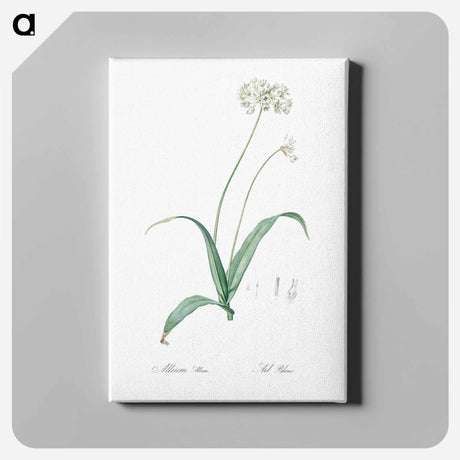 アートパネル-Spring garlic illustration - ピエール ジョゼフ ルドゥーテ Canvas.
