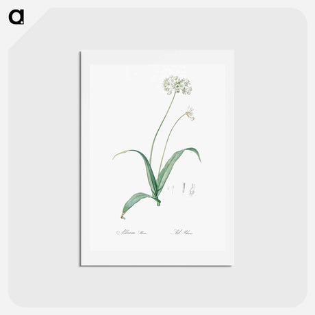アートポストカード-Spring garlic illustration - ピエール ジョゼフ ルドゥーテ Postcard.