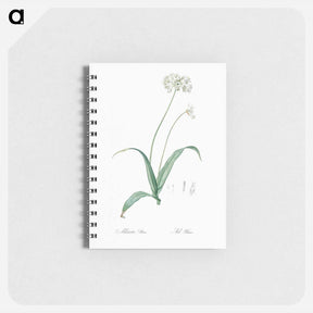 アートメモ帳-Spring garlic illustration - ピエール ジョゼフ ルドゥーテ Memo.