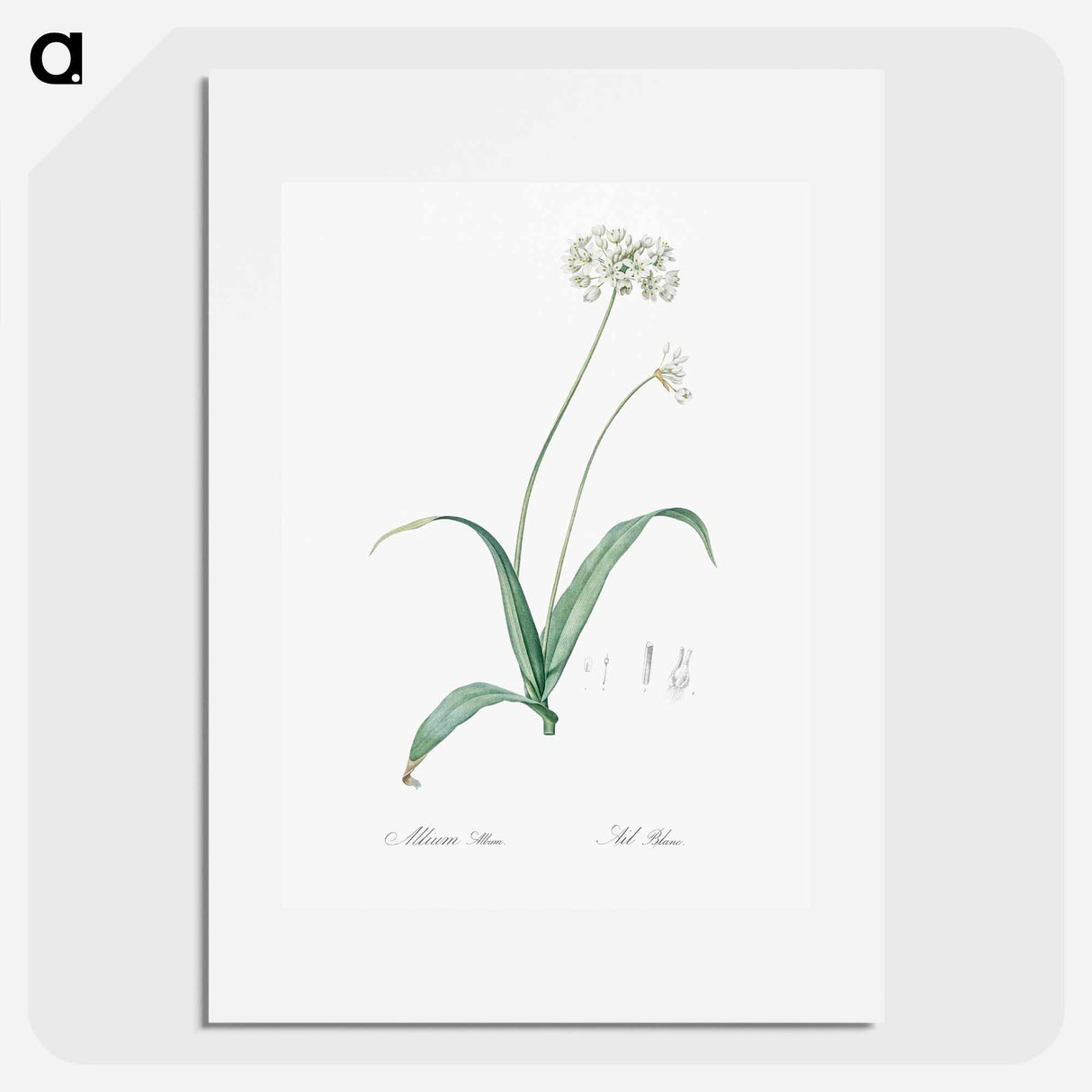 Spring garlic illustration - Pierre Joseph Redouté Poster.