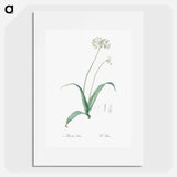 Spring garlic illustration - ピエール ジョゼフ ルドゥーテ Poster.