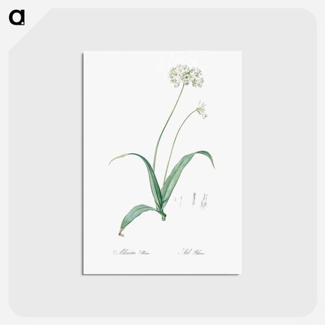 アートポストカード-Spring garlic illustration - ピエール ジョゼフ ルドゥーテ Postcard.